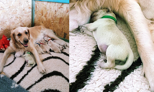 Dog owner’s shock as pet golden retriever gives birth to incredibly rare GREEN puppy